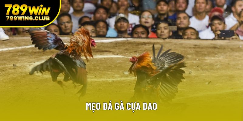 Mẹo Đá Gà Cựa Dao Đỉnh Cao Cho Người Chơi Chuyên Nghiệp