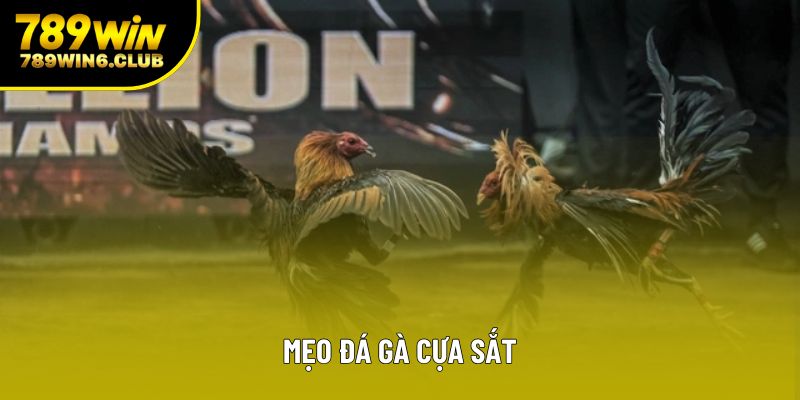 Mẹo Đá Gà Cựa Sắt Chuẩn Xác Giúp Tăng Cơ Hội Chiến Thắng